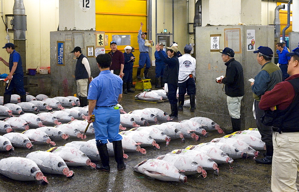 Tuna auction under way at Tsukiji Wholesale Fish Market, the world's largest fish market in Tokyo, Japan, Asia