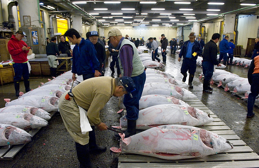 Buyer checking tuna quality at Tsukiji Wholesale Fish Market, the world's largest fish market in Tokyo, Japan, Asia