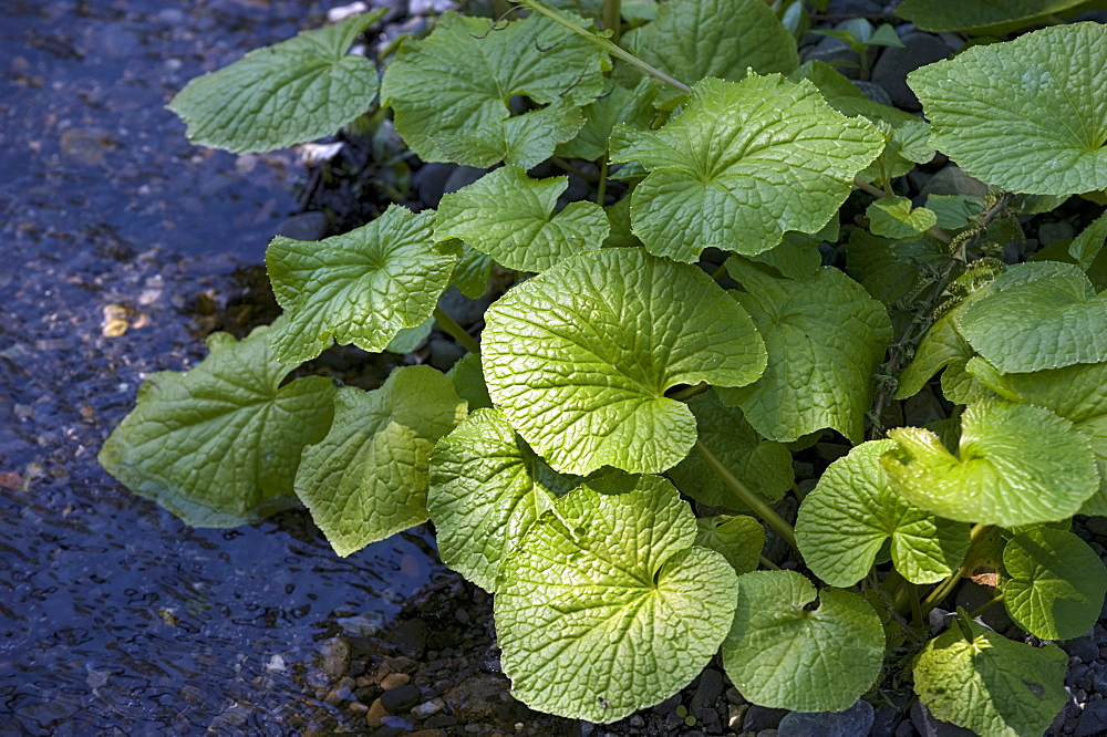 Japanese horseradish plant (wasabi), growing at the Daio Wasabi Farm in Hotaka, Nagano, Japan