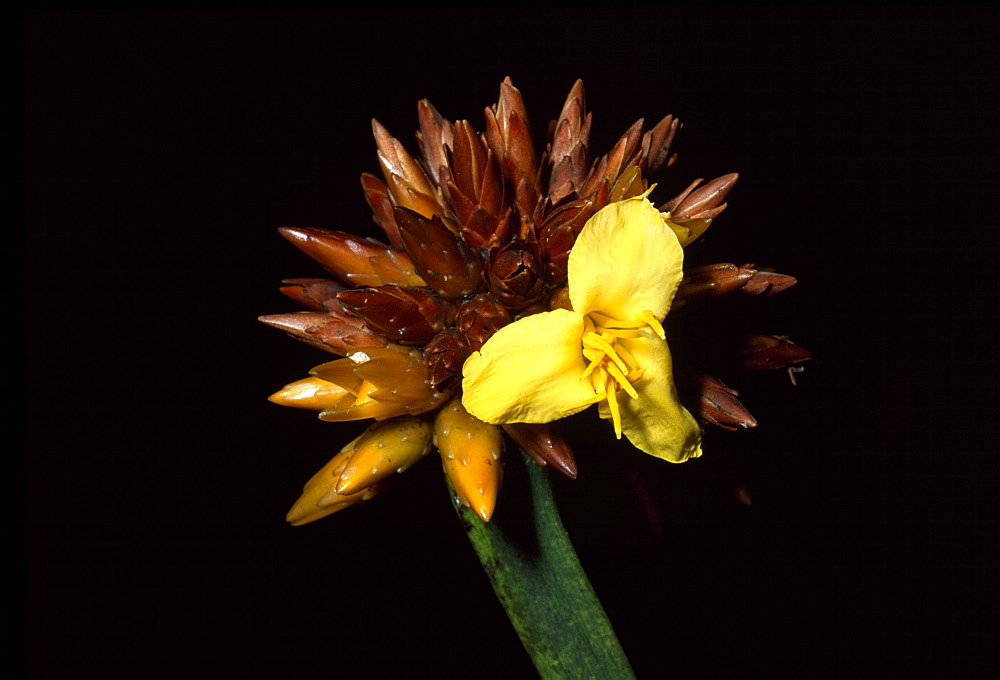 Stegolepis guianensis, summit of Mount Roraima, Venezuela, South America