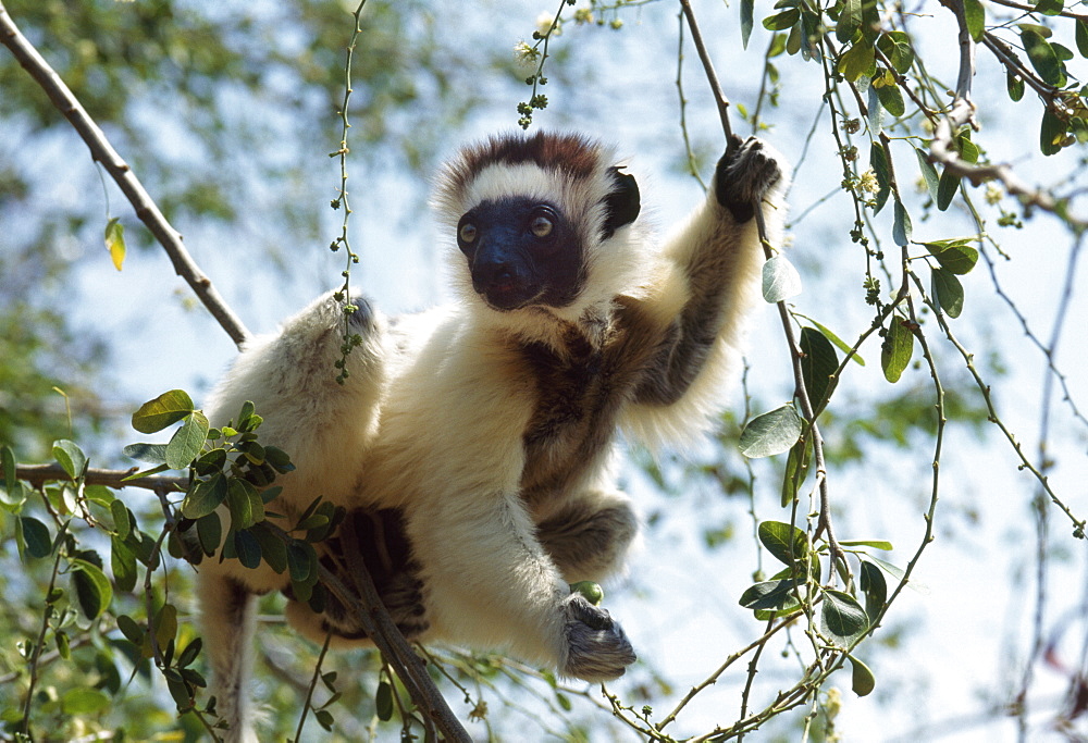 Verreaux's Sifaka (Propithecus verreauxi) feeding on tree, Berenty Reserve, Southern Madagascar, Africa