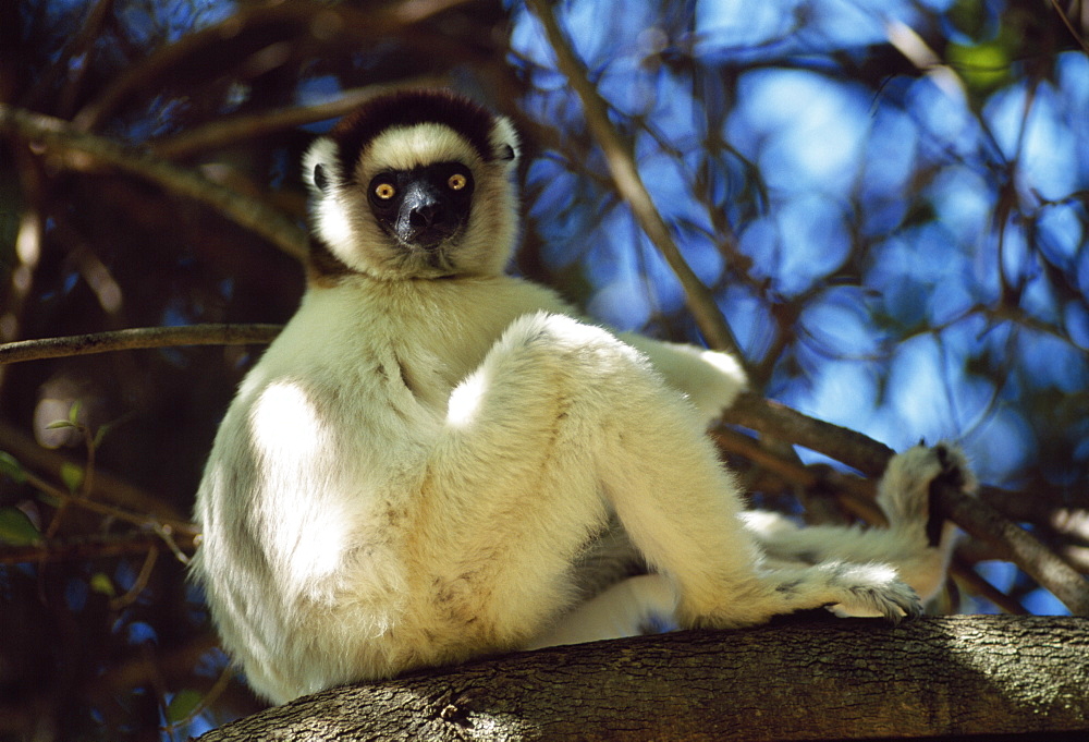 Verreaux's Sifaka (Propithecus verreauxi) sitting on tree in dry deciduous forest, Berenty Reserve, Southern Madagascar, Africa