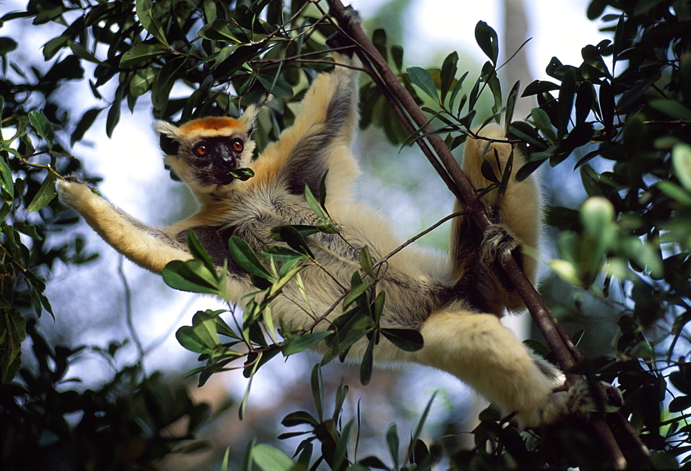 Golden-crowned Sifaka (Propithecus tattersalli), an endangered species, feeding on tree, Daraina, Northern Madagascar, Africa