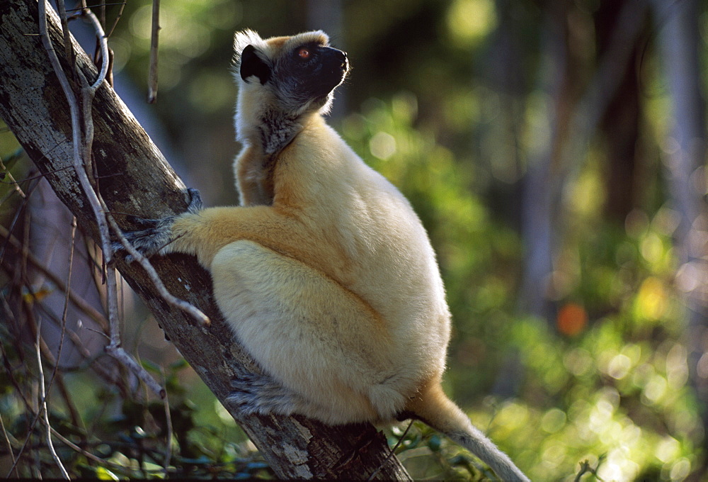 Golden-crowned Sifaka (Propithecus tattersalli), an endangered species, on tree, Daraina, Northern Madagascar, Africa