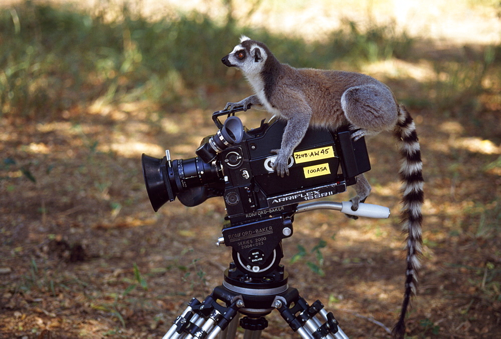 Ring-tailed Lemur (Lemur catta) on camera, Berenty, Southern Madagascar, Africa