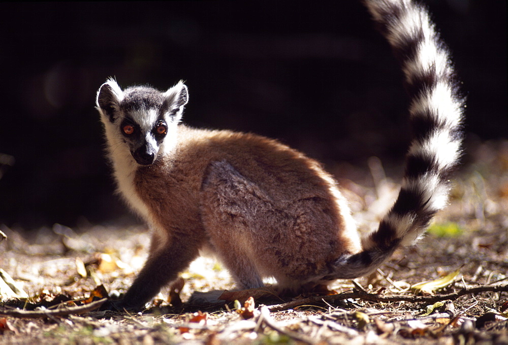 Ring-tailed Lemur (Lemur catta) on ground, Berenty, Southern Madagascar, Africa