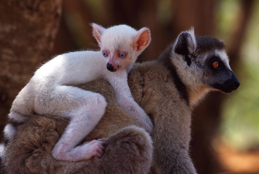 Ring-tailed Lemurs (Lemur catta), all white baby male (Sapphire) albino lemur on mother's back, Berenty, Southern Madagascar, Africa