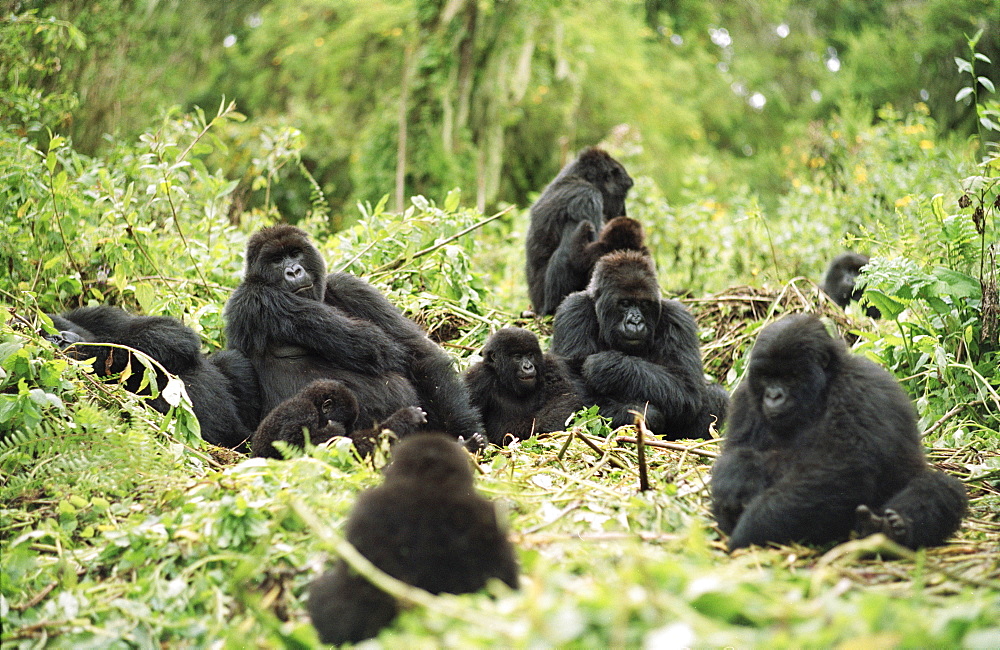 Mountain Gorillas (Gorilla gorilla beringei), silverback male resting with group, Virunga Volcanoes, Rwanda, Africa