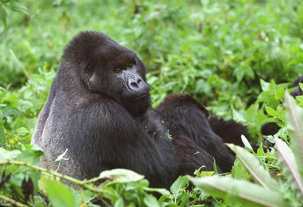 Silverback male Mountain Gorilla (Gorilla g. beringei), Virunga Volcanoes, Rwanda, Africa