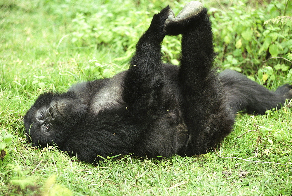 Juvenile Mountain Gorilla (Gorilla g. beringei) playing, Virunga Volcanoes, Rwanda, Africa