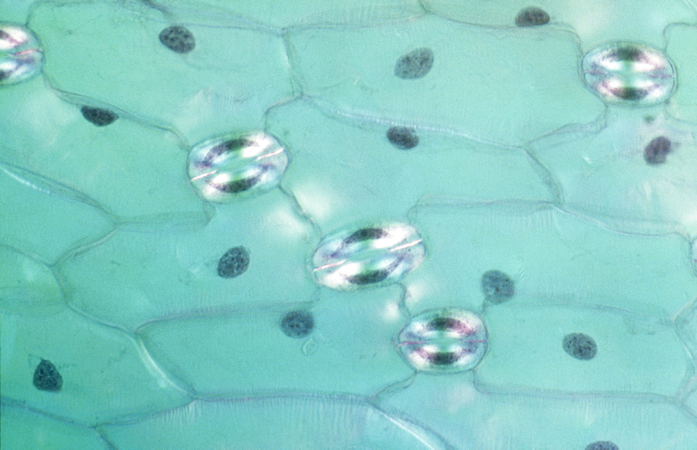Light Micrograph (LM) of a transverse section of a leaf of a Tulip (Tulipa sp.) showing stomata, magnification x1200