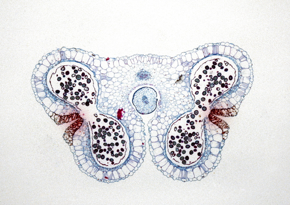 Light Micrograph (LM) of the transverse section of Lilium anthers with mature pollen, magnification x15