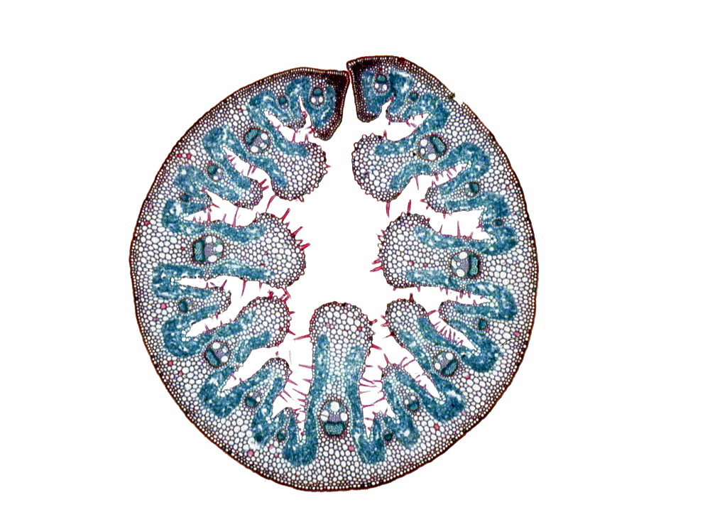 Light Micrograph (LM) of the transverse section of a leaf of Marram Grass (Ammophila sp.), magnification x 15