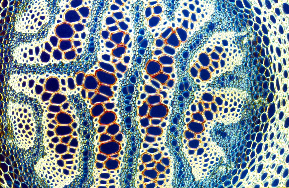 Light Micrograph (LM) of a transverse section of a stem of Clubmoss (Lycopodium sp.), magnification x 600