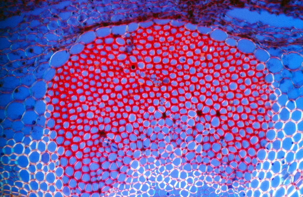 Light Micrograph (LM) of a transverse section showing Sclerenchyma Ground Tissue in Helianthus stem, magnification x 600