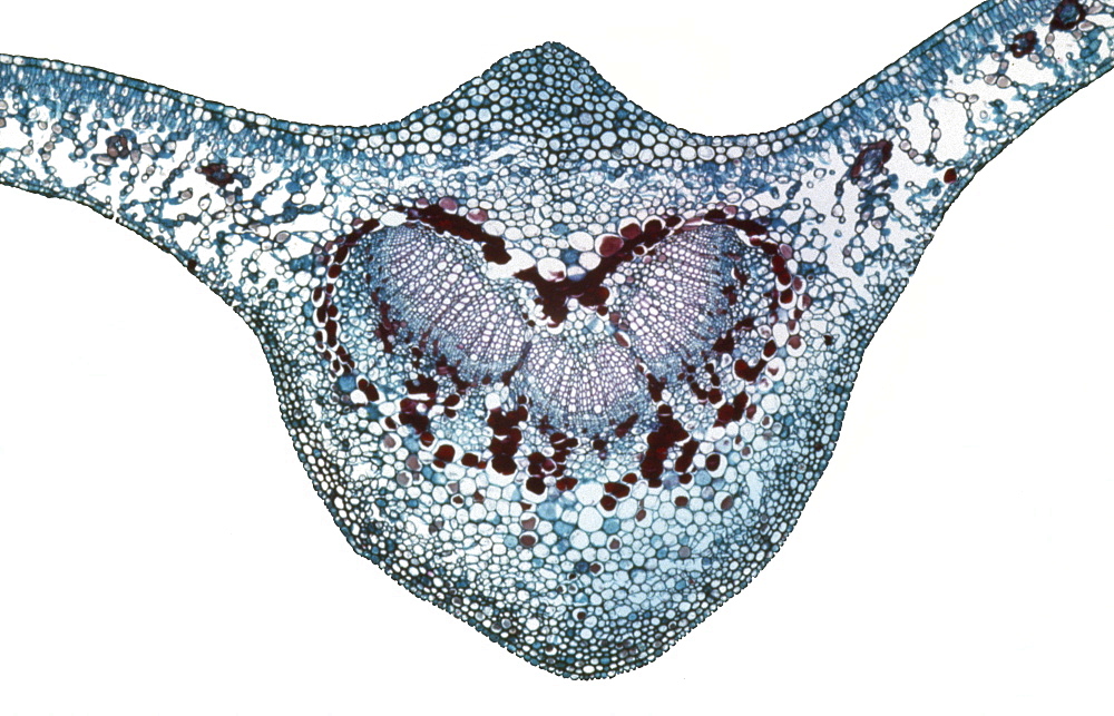 Light Micrograph (LM) of a transverse section of a leaf of a Cherry (Prunus sp.), magnification x 30
