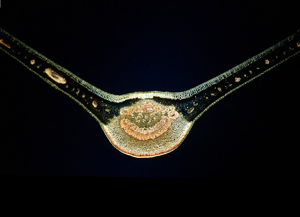 Light Micrograph (LM) of a transverse section of a fig leaf, magnification x 15