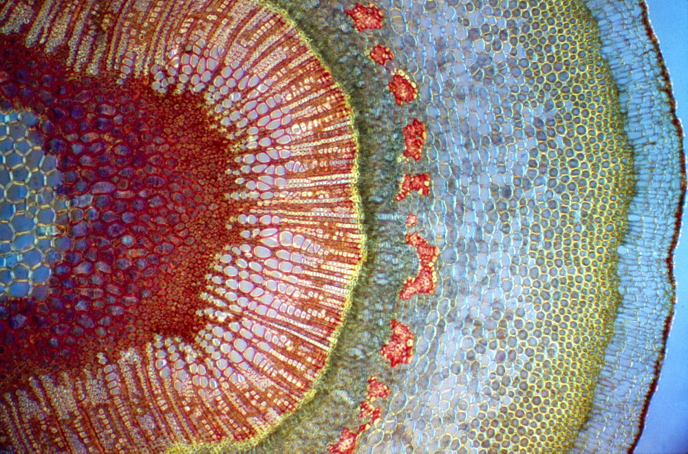 Light Micrograph (LM) of a tranverse section of a stem of a Common (European) Ash tree (Fraxinus excelsior), magnification x30