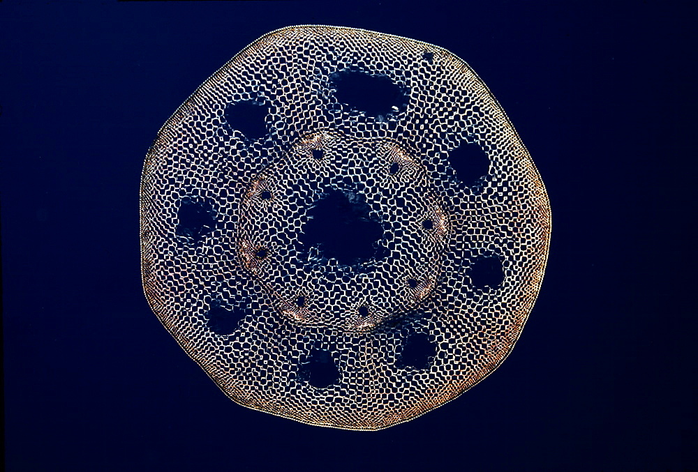 Light Micrograph (LM) of a transverse section of a stem of a Horsetail Fern (Equisetum sp.)