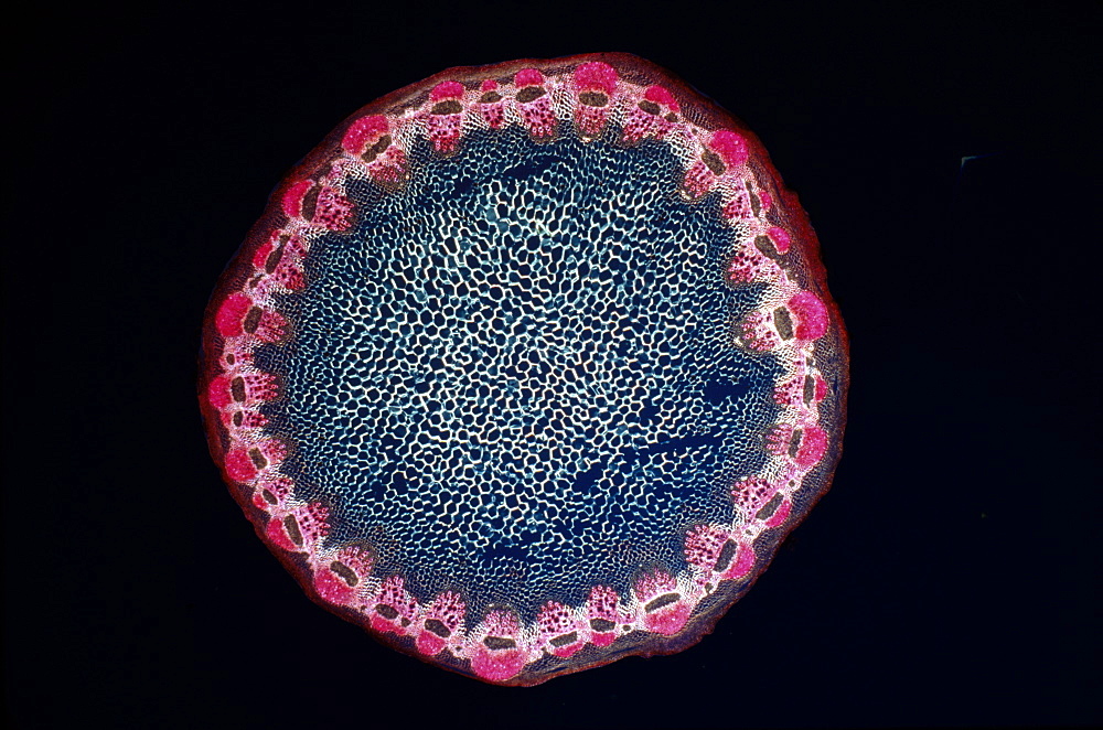 Light Micrograph (LM) of a transverse section of a Helianthus stem, magnification x 18