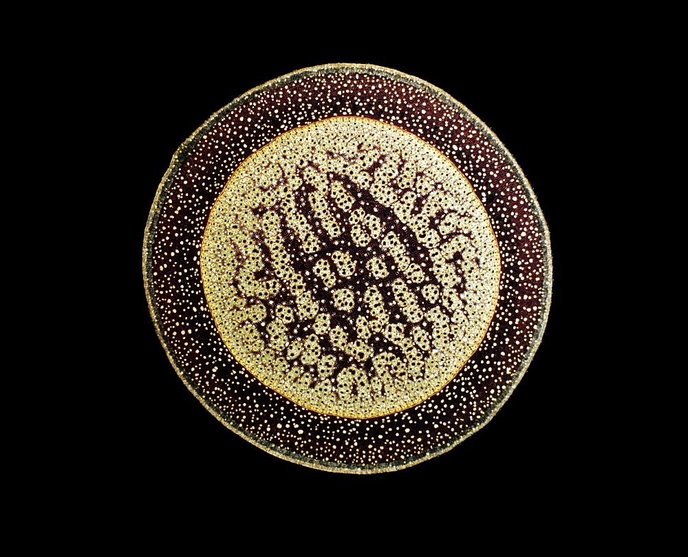 Light Micrograph (LM) of a transverse section of an aerial root of a Pandanus sp., magnification x30