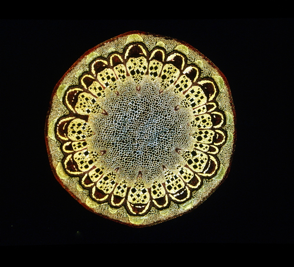 Light Micrograph (LM) of a transverse section of a stem of Fragrant Virgin's Bower (Clematis flammula) stem, magnification x30