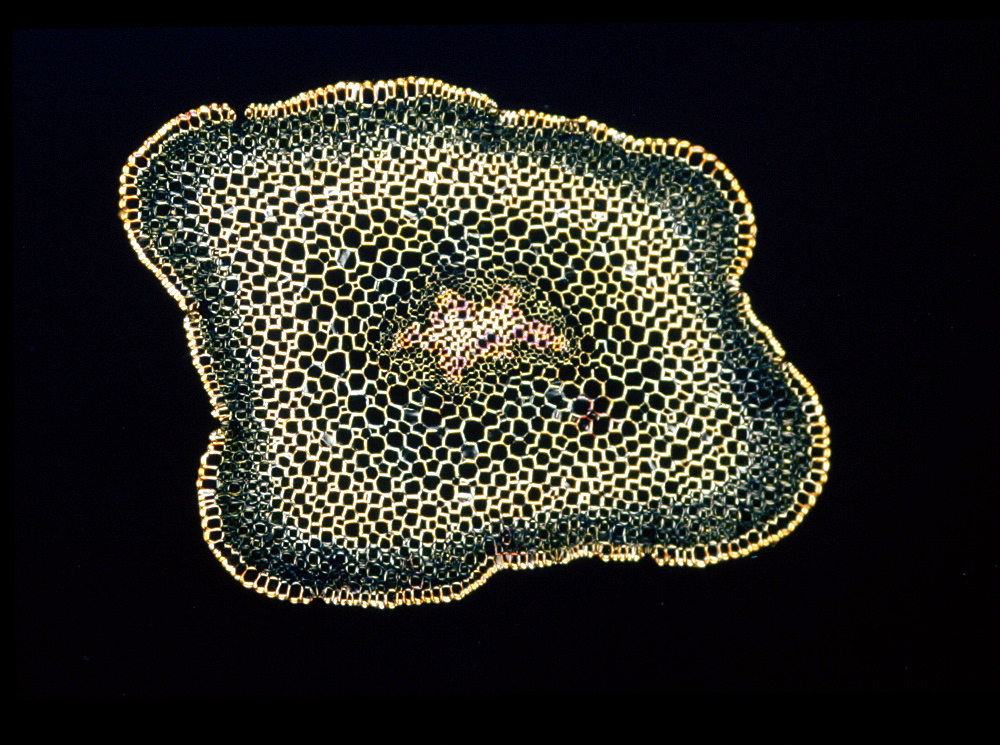 Light Micrograph (LM) of a transverse section of a stem of Whisk Fern (Psilotum nudum), magnification x 18