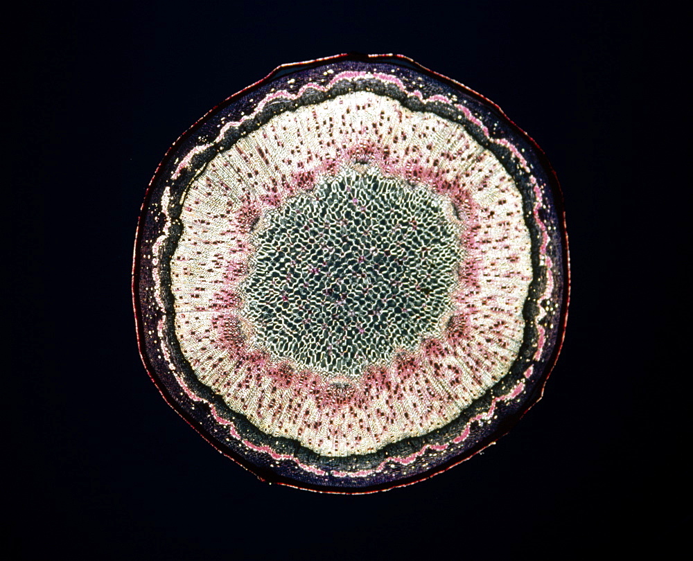 Light Micrograph (LM) of a transverse section of a stem of Sycamore (Acer pseudoplatanus), magnification x12