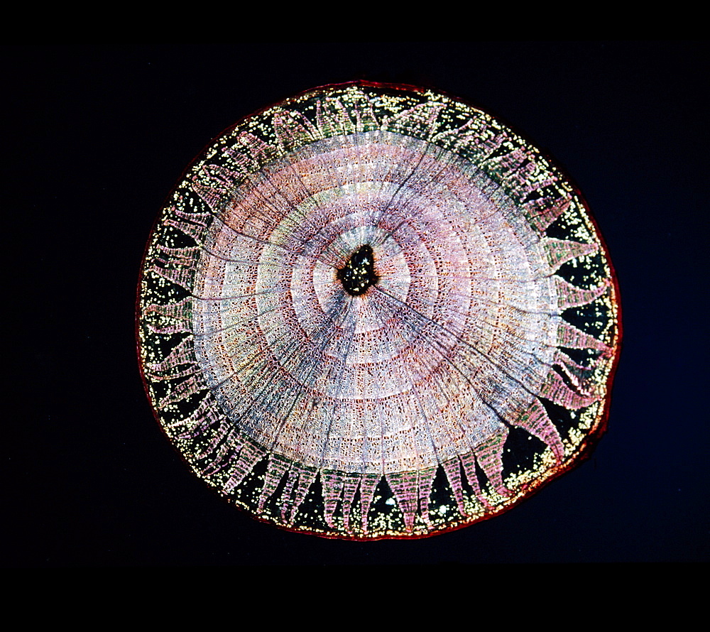 Light Micrograph (LM) of a transverse section of a stem of Common Lime tree (Tilia europaea), magnification x12