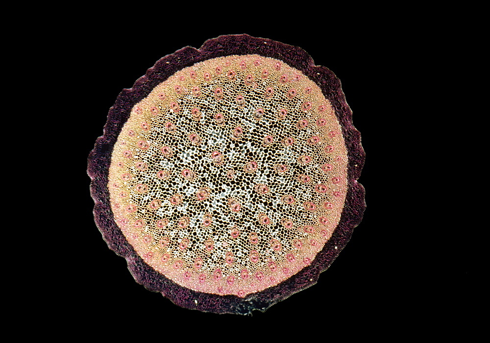 Light Micrograph (LM) of a transverse section of a stem of a Monocot (Ruscus aculeatus), magnification x30