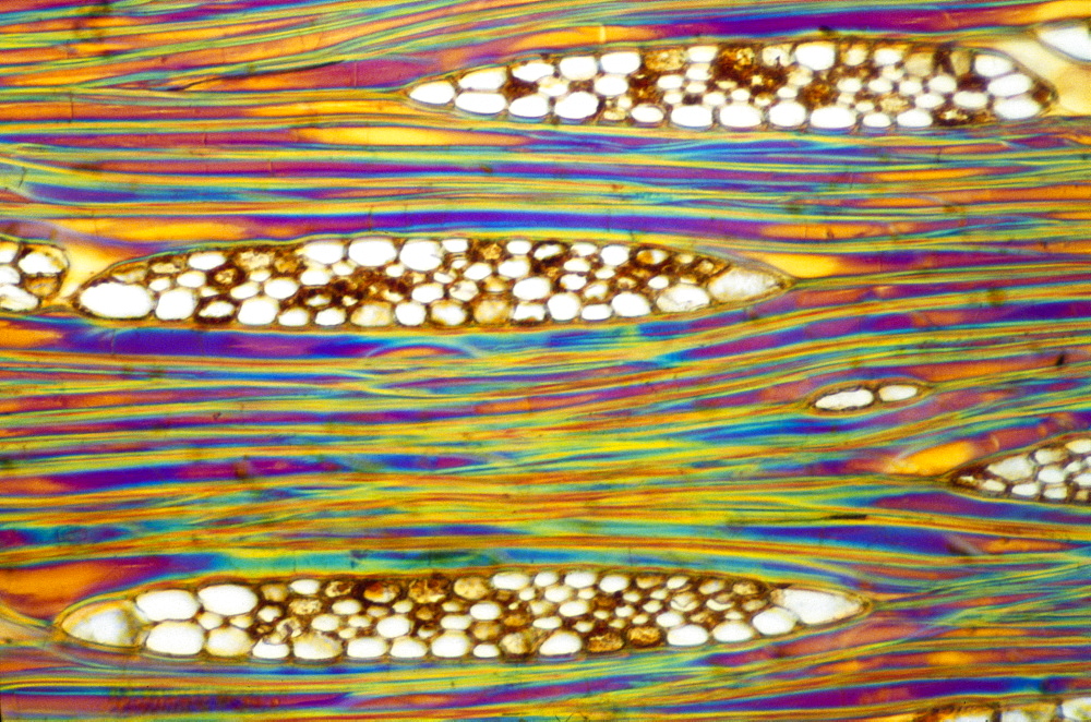 Light Micrograph (LM) of a longitudinal section showing xylem elements of Mahogany (Swietenia mahagoni), magnification x600