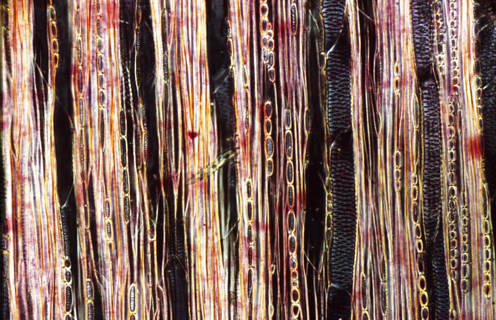 Light Micrograph (LM) of a longitudinal section showing xylem elements of a Ribes sp. stem, magnification x600