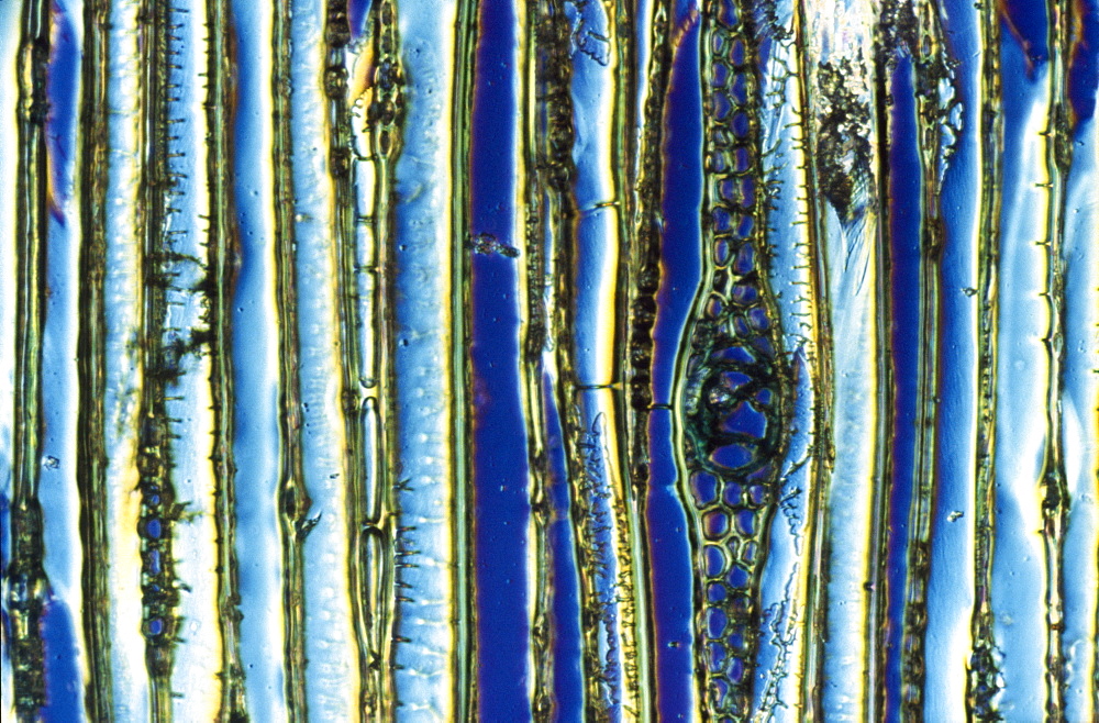 Light Micrograph (LM) of a longitudinal section showing xylem elements of Scots pine wood, (Pinus sylvestris), magnification x600