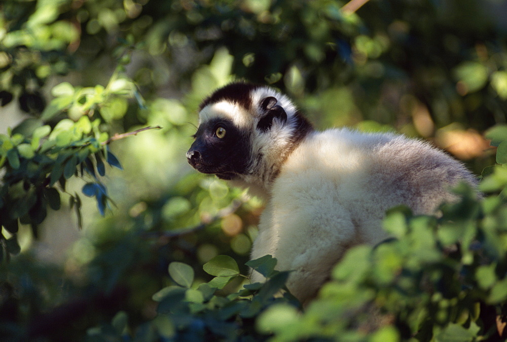 Verreaux's Sifaka (Propithecus verreauxi) sitting on tree, Berenty Reserve, Southern Madagascar, Africa