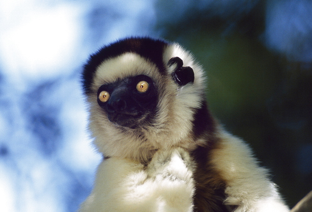 Portrait of a Verreaux's Sifaka (Propithecus verreauxi) sitting on tree, Berenty Reserve, Southern Madagascar, Africa