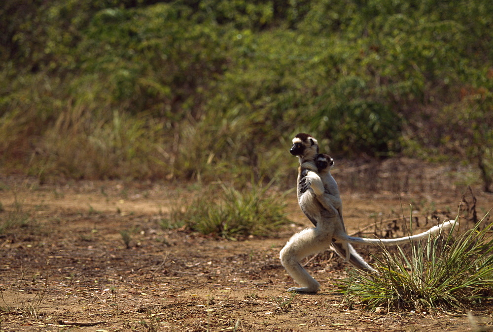 Verreaux's Sifaka (Propithecus verreauxi) mother with baby on her back hopping on ground, Berenty Reserve, Southern Madagascar, Africa