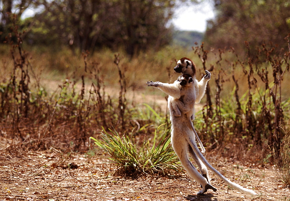 Verreaux's Sifaka (Propithecus verreauxi) mother with baby on her back hopping on ground, Berenty Reserve, Southern Madagascar, Africa