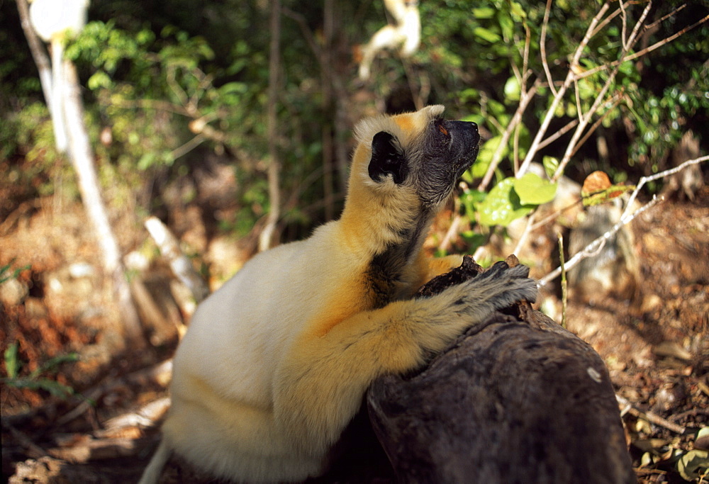 Golden-crowned Sifaka (Propithecus tattersalli), an endangered species, resting on ground, Daraina, Northern Madagascar, Africa
