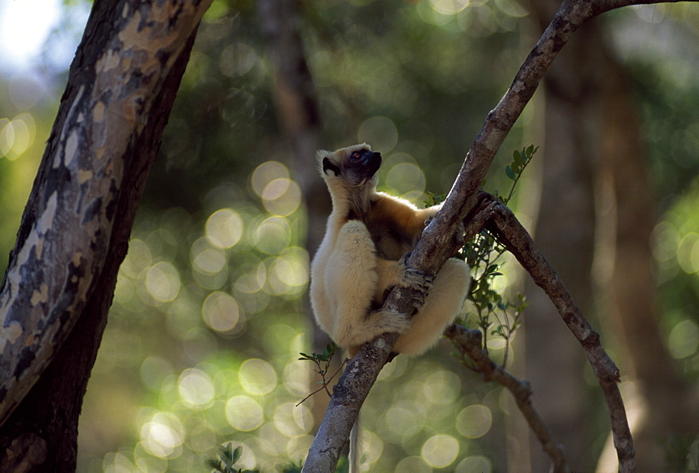 Golden-crowned Sifaka (Propithecus tattersalli), an endangered species,resting on tree, Daraina, Northern Madagascar, Africa