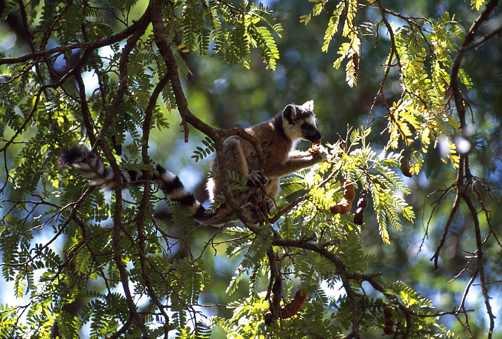 Ring-tailed Lemur (Lemur catta) feeding on tamarind, Berenty, Southern Madagascar, Africa