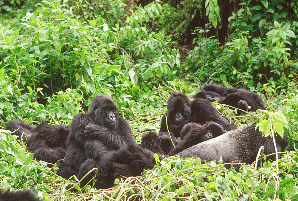 Mountain Gorillas (Gorilla gorilla beringei), silverback male with group resting, Virunga Volcanoes, Rwanda, Africa