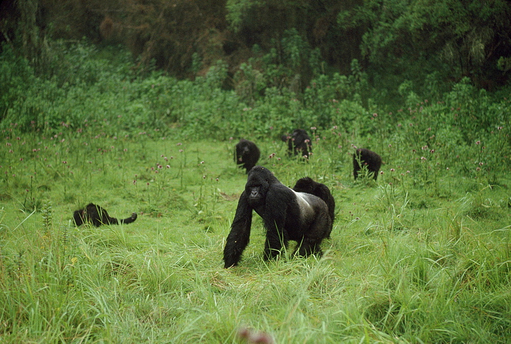 Mountain Gorillas (Gorilla g. beringei) silverback male with family group, Virunga Volcanoes, Rwanda, Africa