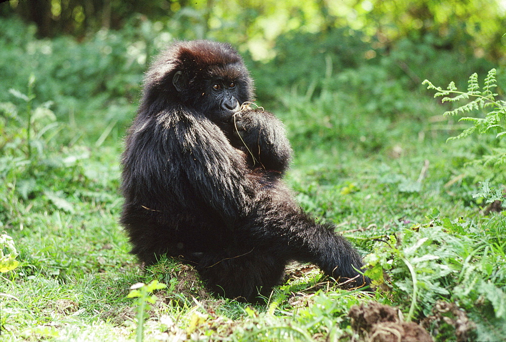 Mountain Gorillas (Gorilla gorilla beringei) juvenile feeding, Virunga Volcanoes, Rwanda, Africa