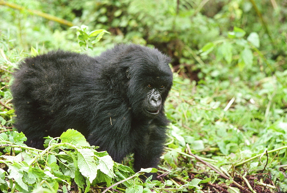 Mountain Gorillas (Gorilla gorilla beringei) juvenile, Virunga Volcanoes, Rwanda, Africa