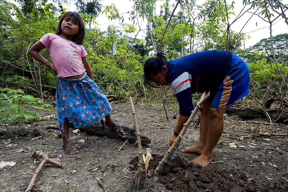 Working in the chakra (garden), Amazon, Ecuador, South America