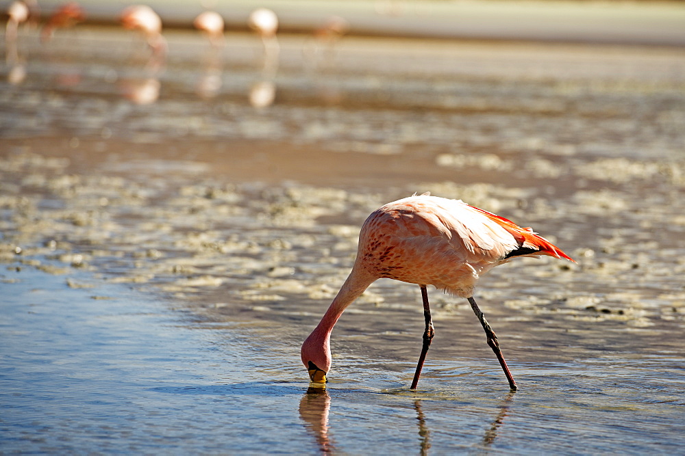 A James Flamingo feeding in a shallow lagoon on the Bolivian Altiplano, Bolivia, South America 