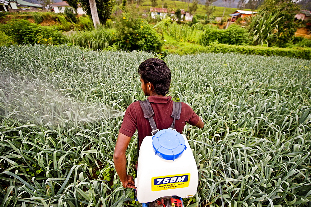 A farmer and student of the ISFF uses pesticide to grow leeks in Halgranoya, Sri Lanka, Asia