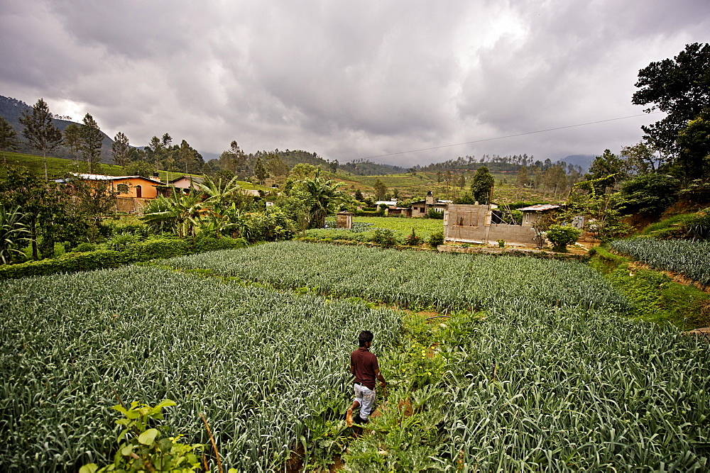 A farmer and student of the ISFF grows leeks in Halgranoya, Sri Lanka, Asia 