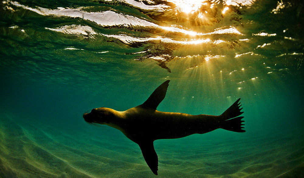 A sealion in the Galapagos, Ecuador, South America