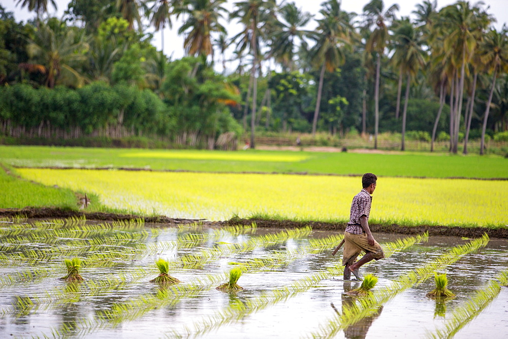 A paddy farmer at work in a rice field, Sumba, Indonesia, Southeast Asia, Asia